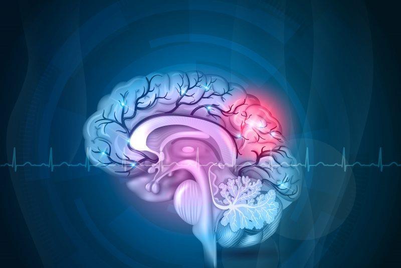 Drug Target Review preview: new stem cell approach to repair stroke-damaged brains