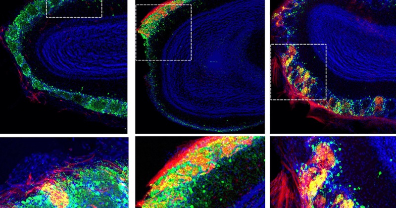 The Transmitter preview: Rat neurons thrive in a mouse brain world, testing ‘nature versus nurture’