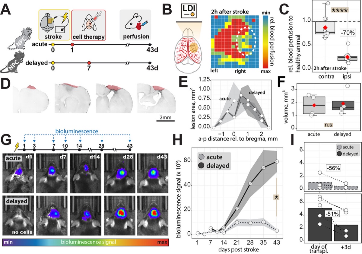 Figure from Delayed Transplantation of Neural Stem Cells Improves Initial Graft Survival after Stroke