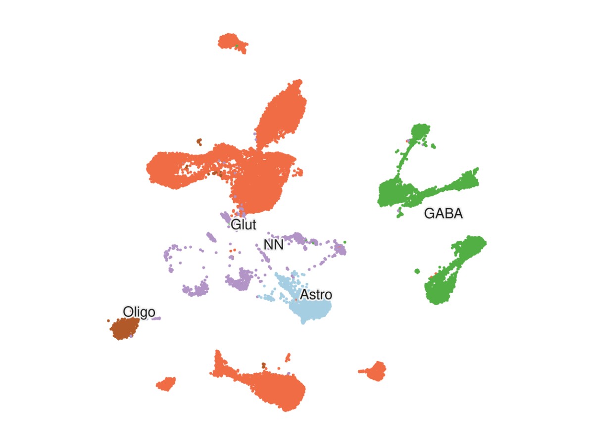 UMAP of cell types in the mouse graft atlas