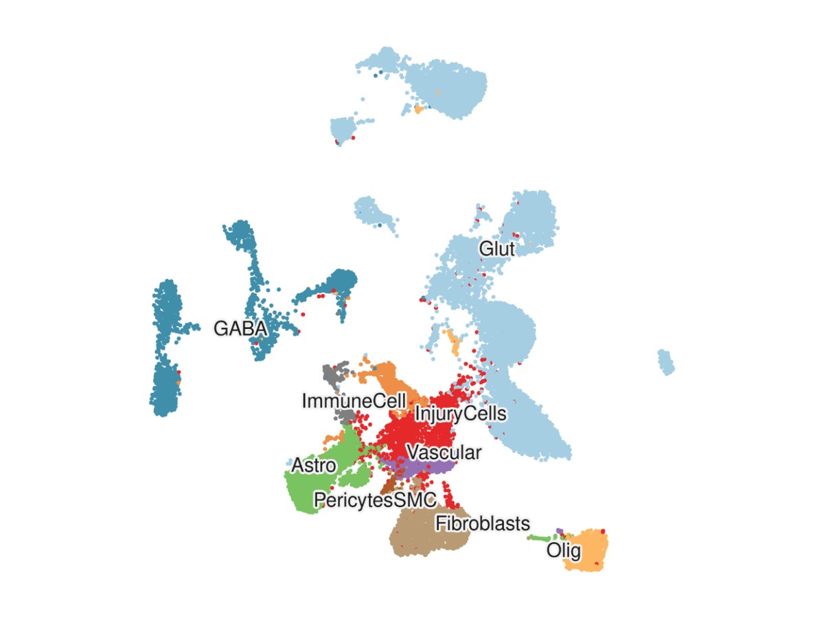UMAP of cell types in the stroke-injured mouse brain